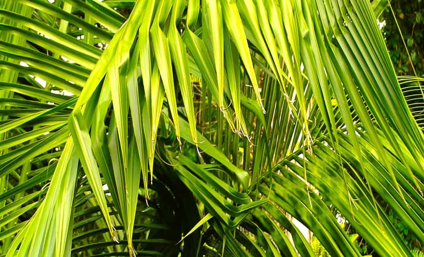 Understand Parlor Palm Brown Tips - Causes and Solutions