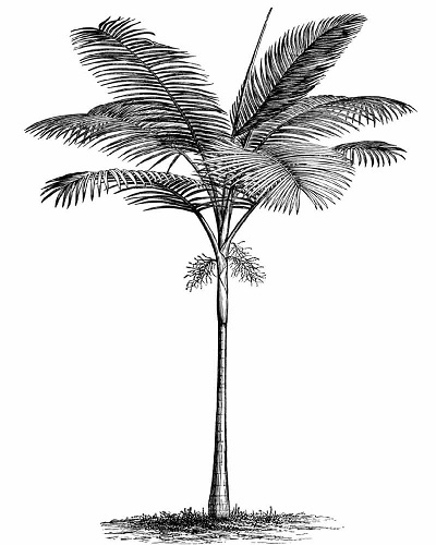 Palm Tree  Drawing Skill