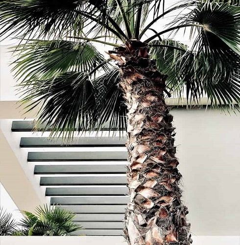 Why You Don't Decorate Palm Trees: Expert Insights and Personal Experiences