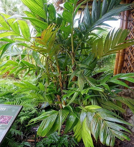 Landscaping Around a Palm Tree Adds to Its Focus & Glamor!