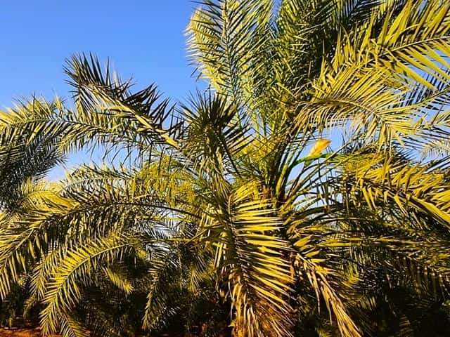 What is a Palm Frond - How It's Used & Helps It Grow!