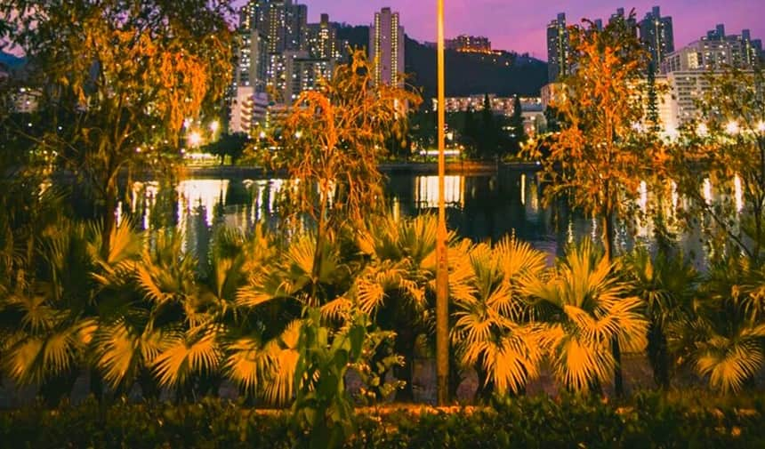 Uplighting For Palm Trees: A Guide To Safe & Beautiful Landscapes