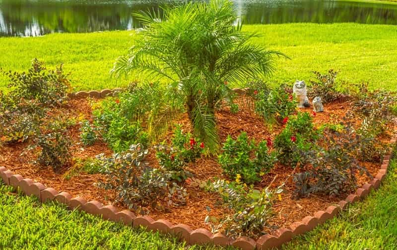 How to Water Palm Trees - 6 Tips for a Healthy Plant